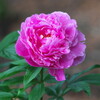 Pink Peony