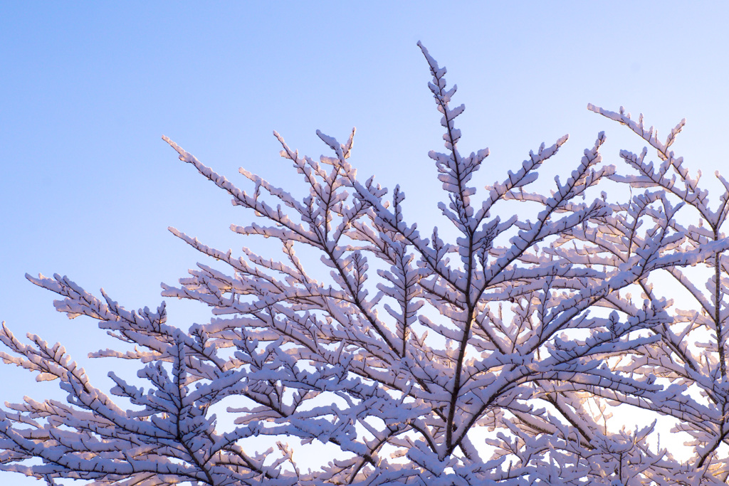 Cherry tree with snow