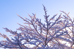 Cherry tree with snow