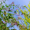 Yamahagi Flower