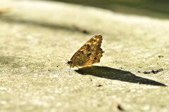 late summer sun