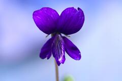 Violets Season
