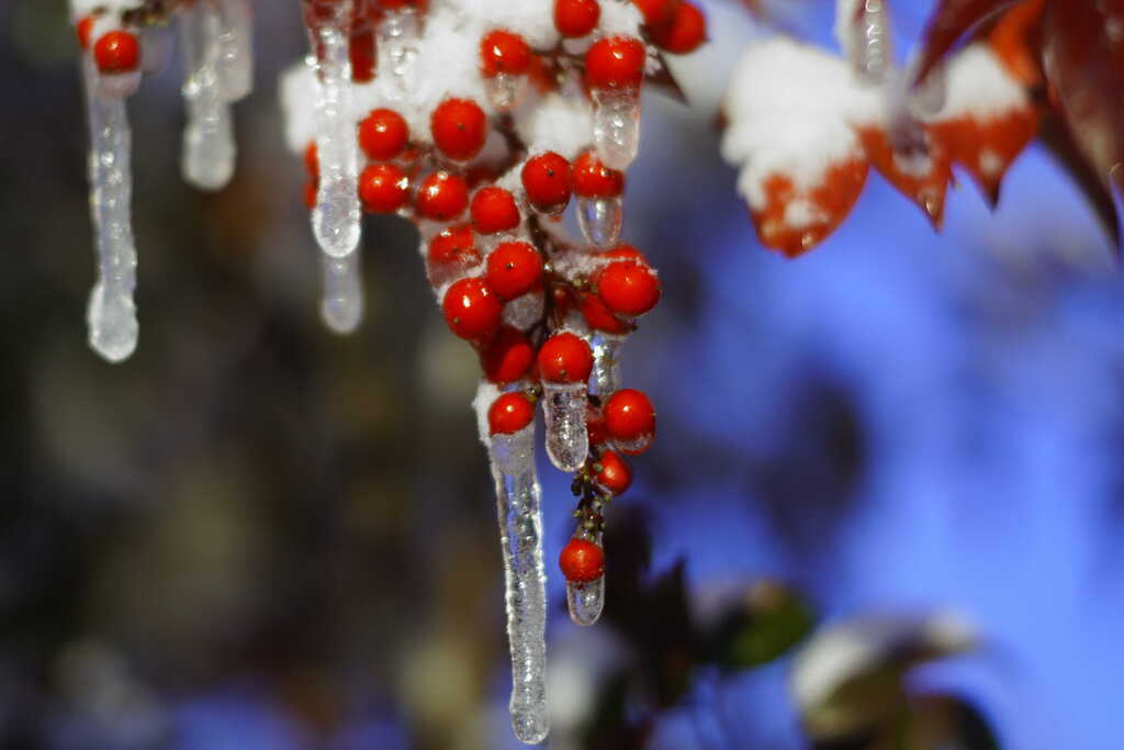 Red berry icicles