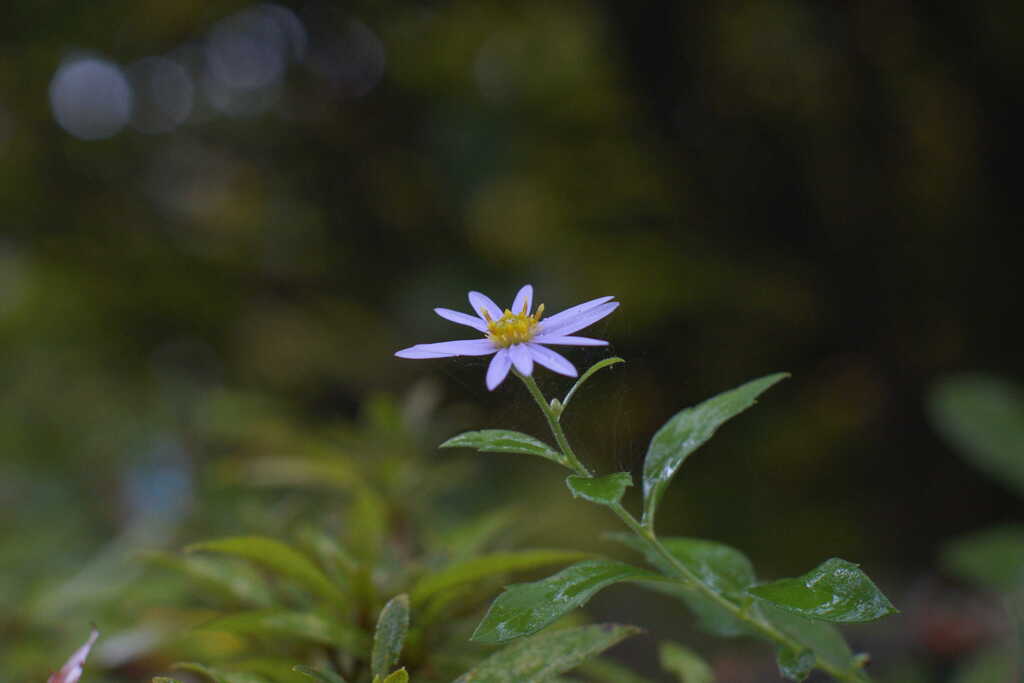 雨の日のノコンギク（野紺菊）