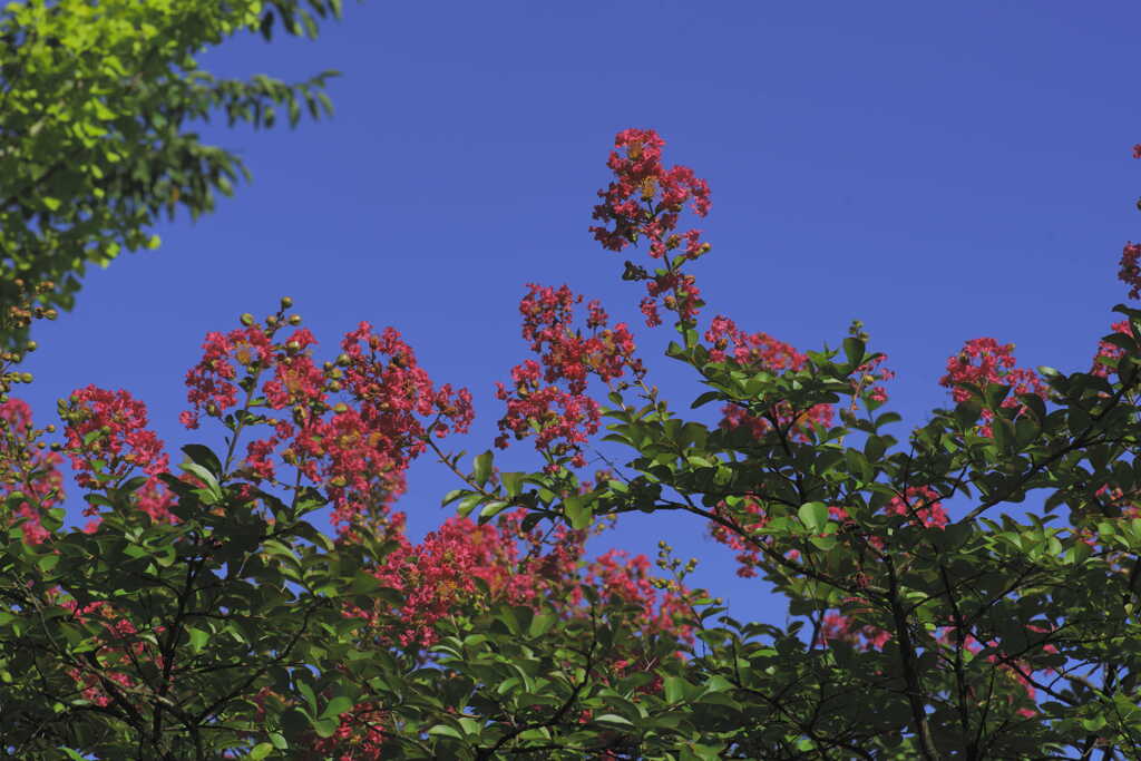 百日紅（サルスベリ）と青空