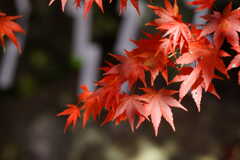 社頭の紅葉