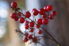 Shining nandina