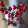 Shining nandina