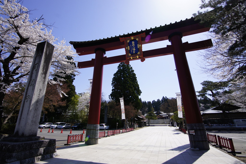 桜満開の盛岡八幡宮