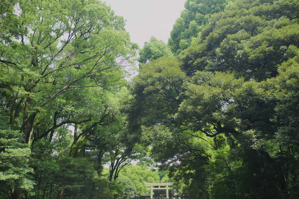代々木の杜（森）
