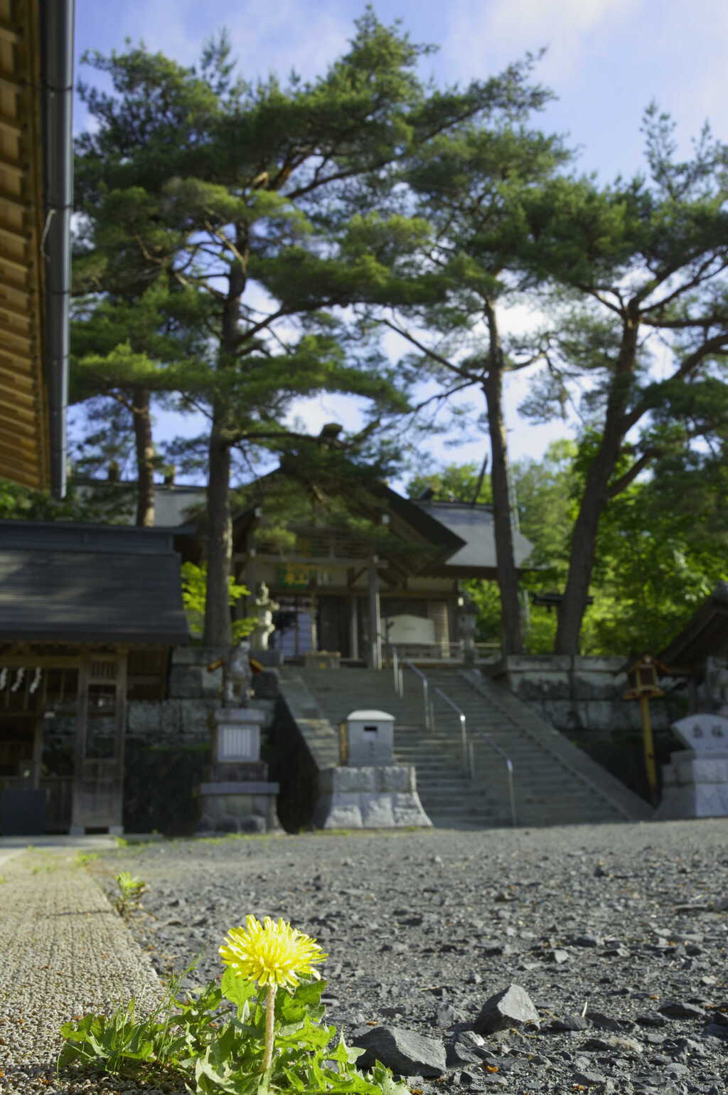 社頭（しゃとう）の松（マツ）と蒲公英（タンポポ）