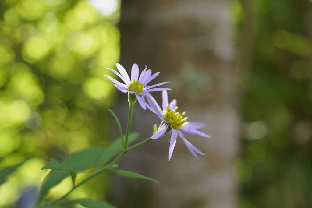 朝日の陰の野紺菊（ノコンギク）