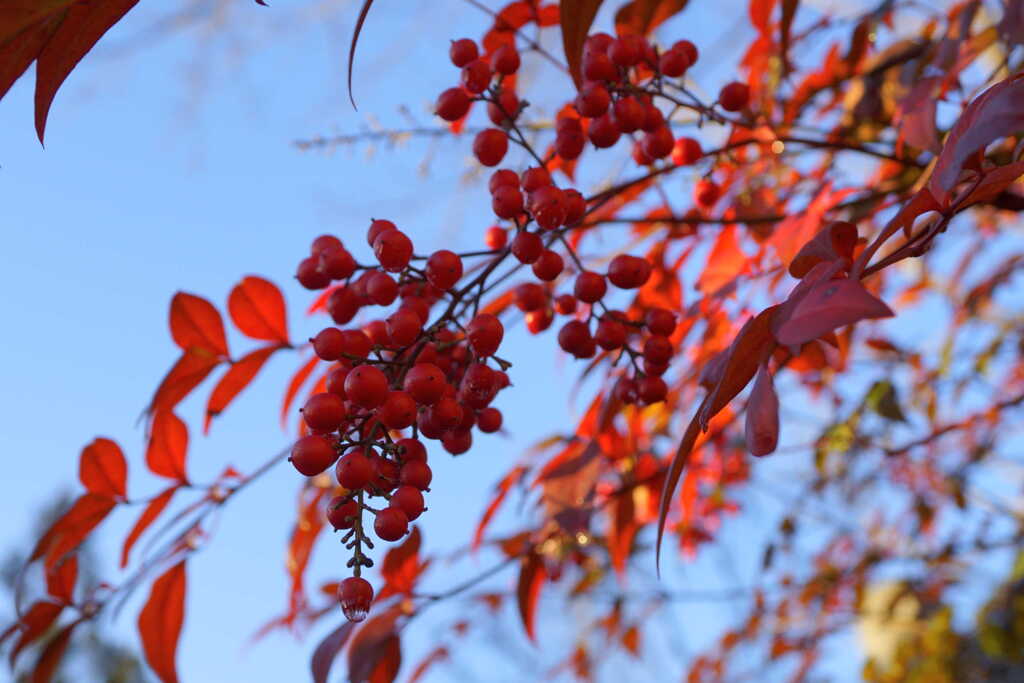 Sparkling red berries