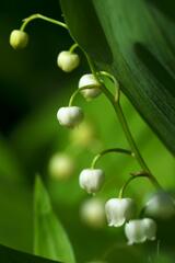 Beautifully white