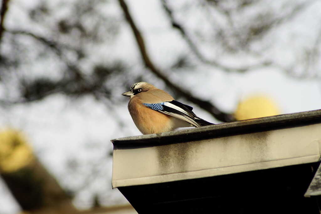 Last year's Jaybird