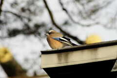 Last year's Jaybird
