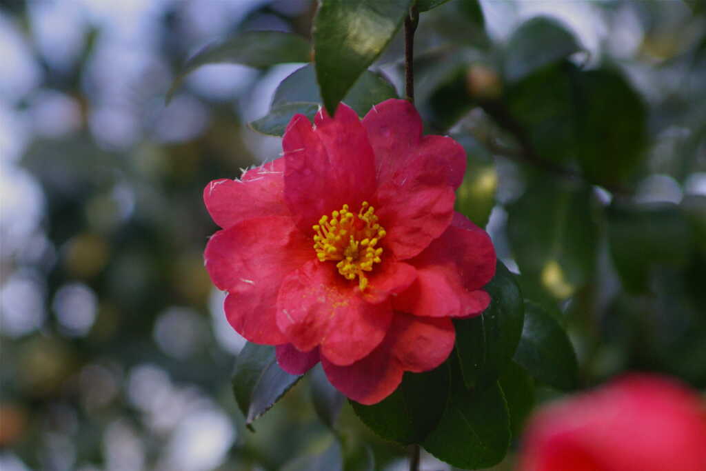 Frosty morning flowers