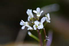 Tiny Flowers