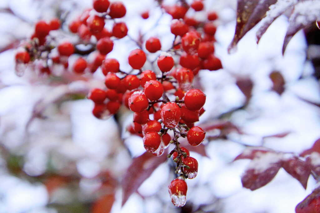 Frozen Morning