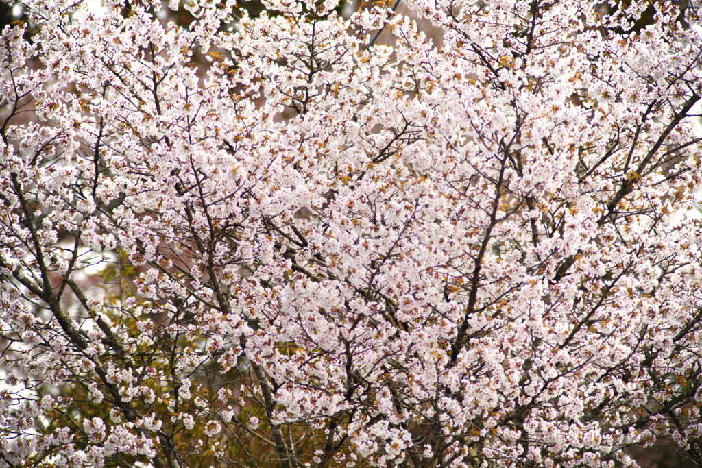 2024年、満開の山桜
