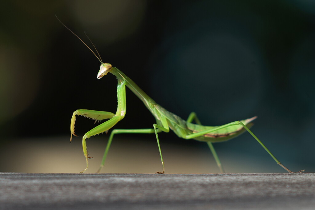 Praying Mantis