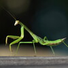 Praying Mantis