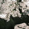 桜と苔