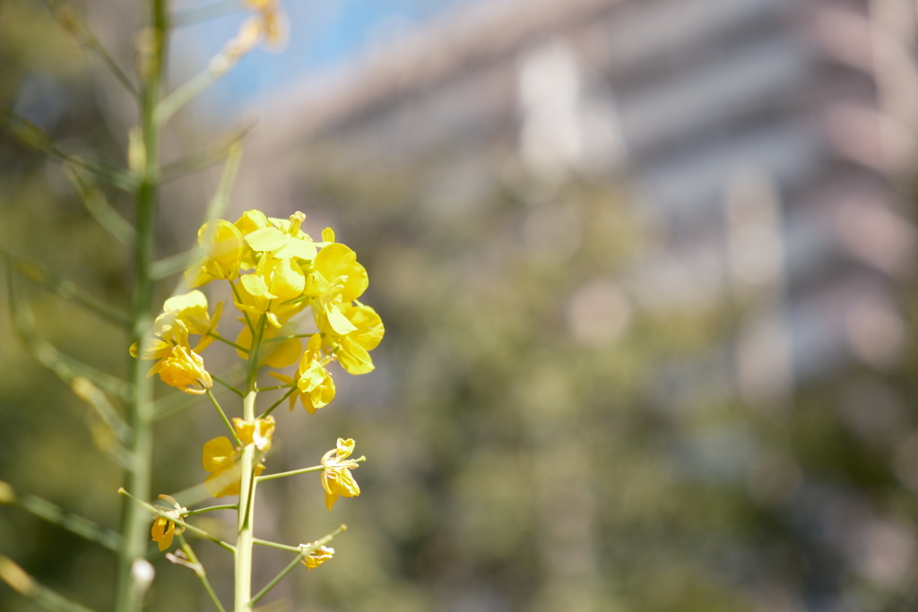 花の写真4