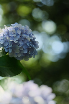 老齢の紫陽花