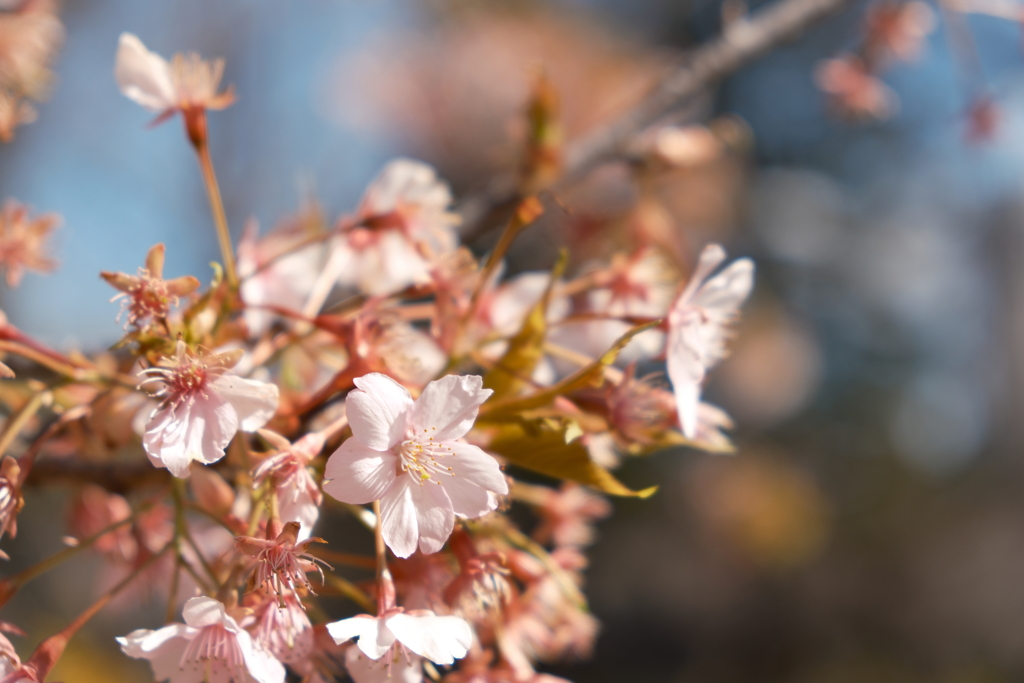 花の写真7