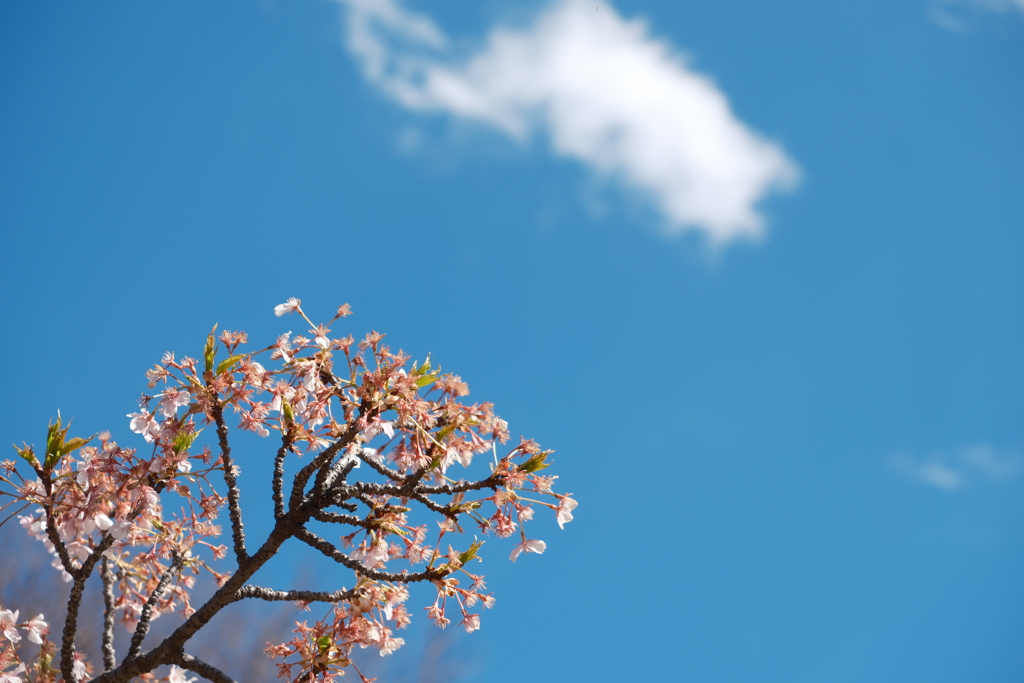 花の写真6