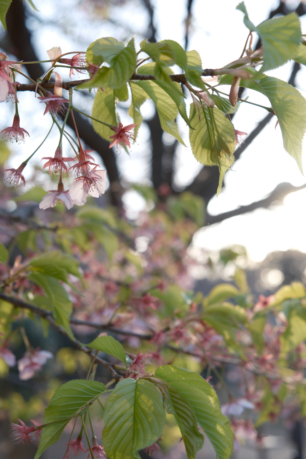 花の写真13