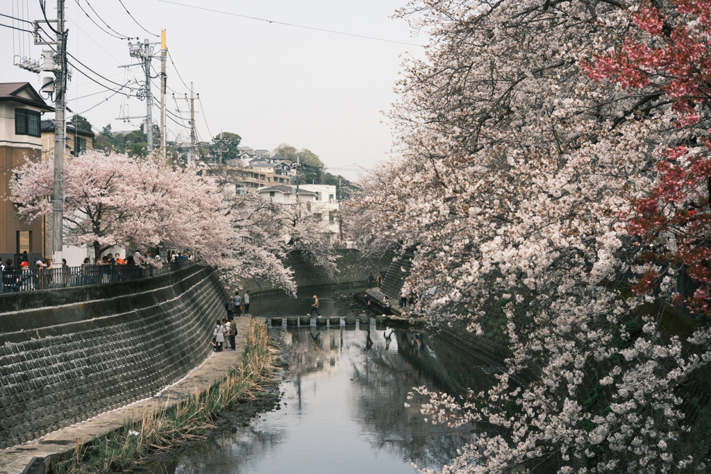大岡川の桜　風景