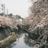 大岡川の桜　風景