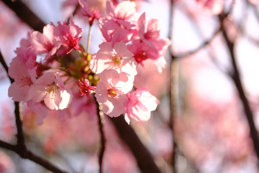 花の写真27