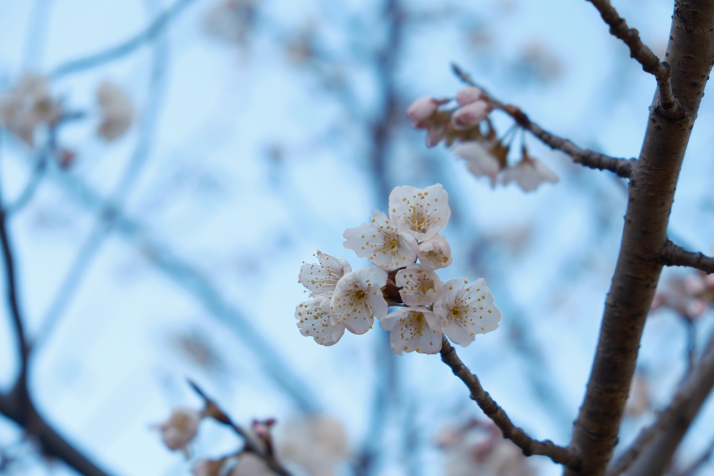 花の写真8