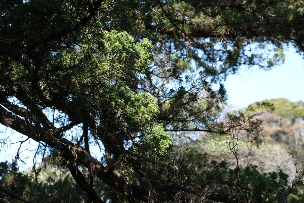 草木の風景１