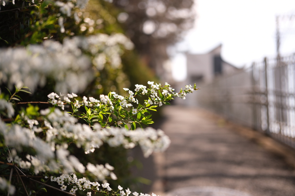 花の写真23