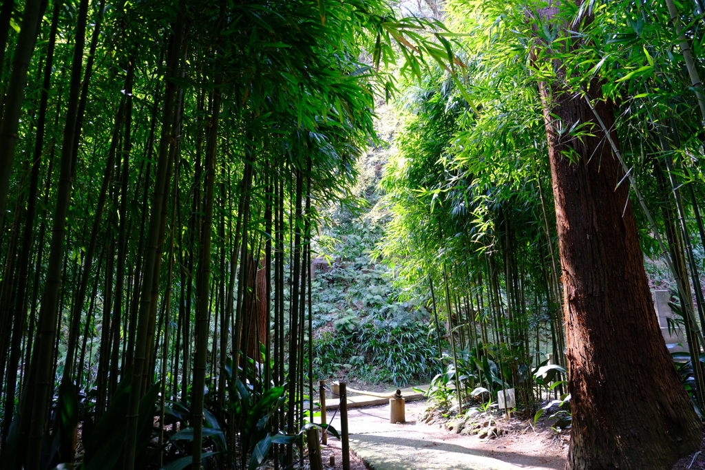 竹林の風景1