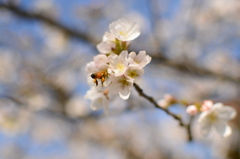 桜と黄色