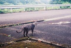 野良猫