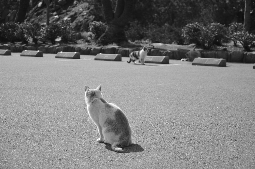 猫社会の牽制