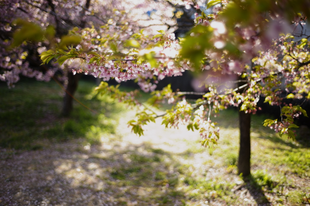 河津桜