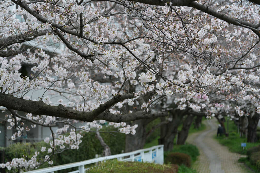 桜