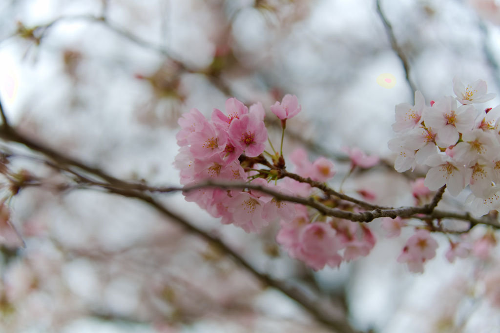 桜