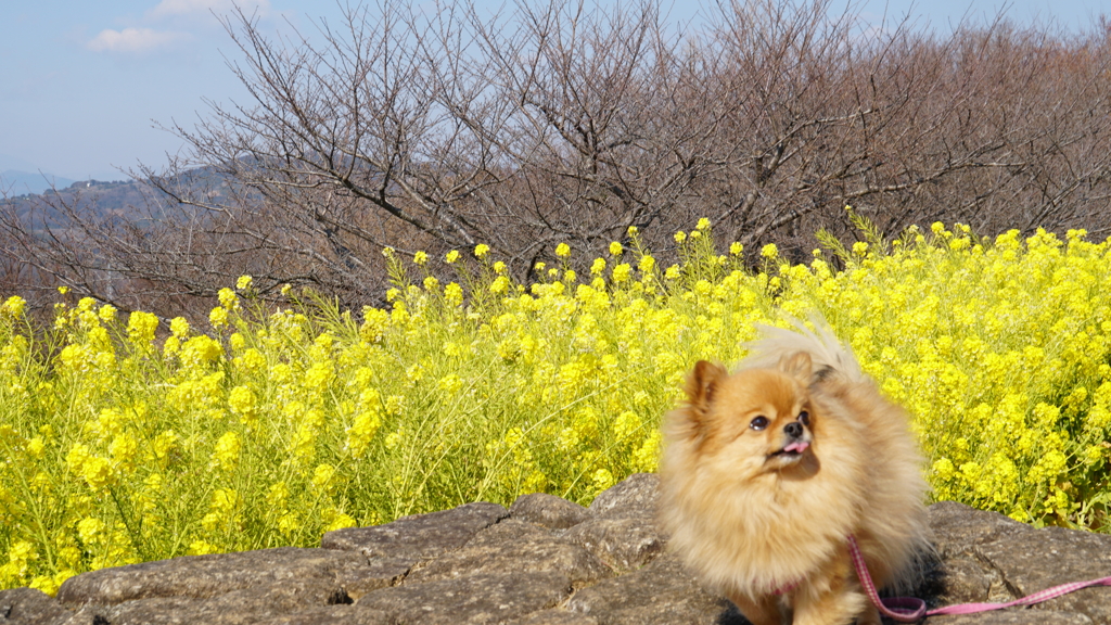 愛犬と菜の花