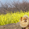 愛犬と菜の花