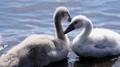 白鳥の子供