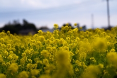 菜の花