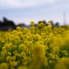 菜の花